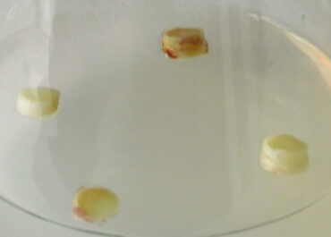 Produkcja sadzonek miskanta in vitro