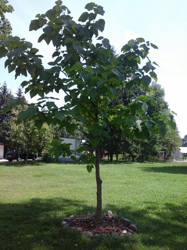 Paulownia catalpifolia (Catalpa Paulownia)